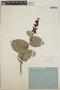 Cavendishia complectens image
