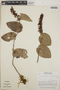 Cavendishia complectens image