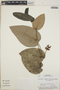 Cavendishia complectens image