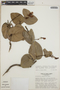 Cavendishia complectens image