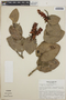 Cavendishia complectens image