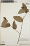 Cavendishia complectens image