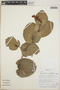 Cavendishia complectens image