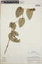 Cavendishia complectens image