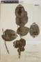 Cavendishia complectens image