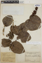 Cavendishia complectens image