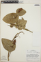 Cavendishia complectens image