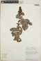 Cavendishia complectens image
