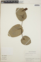 Cavendishia complectens image