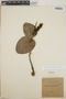 Cavendishia complectens image