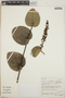 Cavendishia complectens image