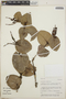 Cavendishia complectens image