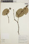 Cavendishia complectens image