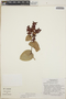 Cavendishia complectens image