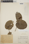 Cavendishia complectens image