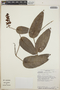 Cavendishia complectens image
