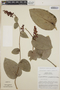 Cavendishia complectens image