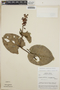 Cavendishia complectens image