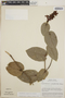 Cavendishia complectens image