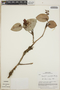 Cavendishia complectens image