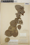 Cavendishia complectens image