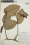 Cavendishia complectens image