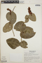 Cavendishia complectens image
