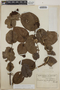 Cavendishia complectens image