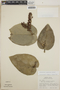 Cavendishia complectens image