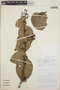 Cavendishia complectens image