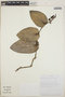 Cavendishia complectens image