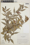 Cavendishia endresii image