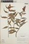 Cavendishia endresii image