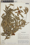 Cavendishia endresii image