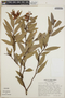 Cavendishia endresii image