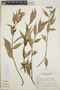 Cavendishia endresii image