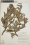 Cavendishia endresii image