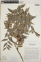 Cavendishia endresii image