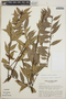 Cavendishia endresii image