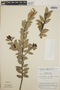 Cavendishia endresii image