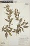 Cavendishia endresii image