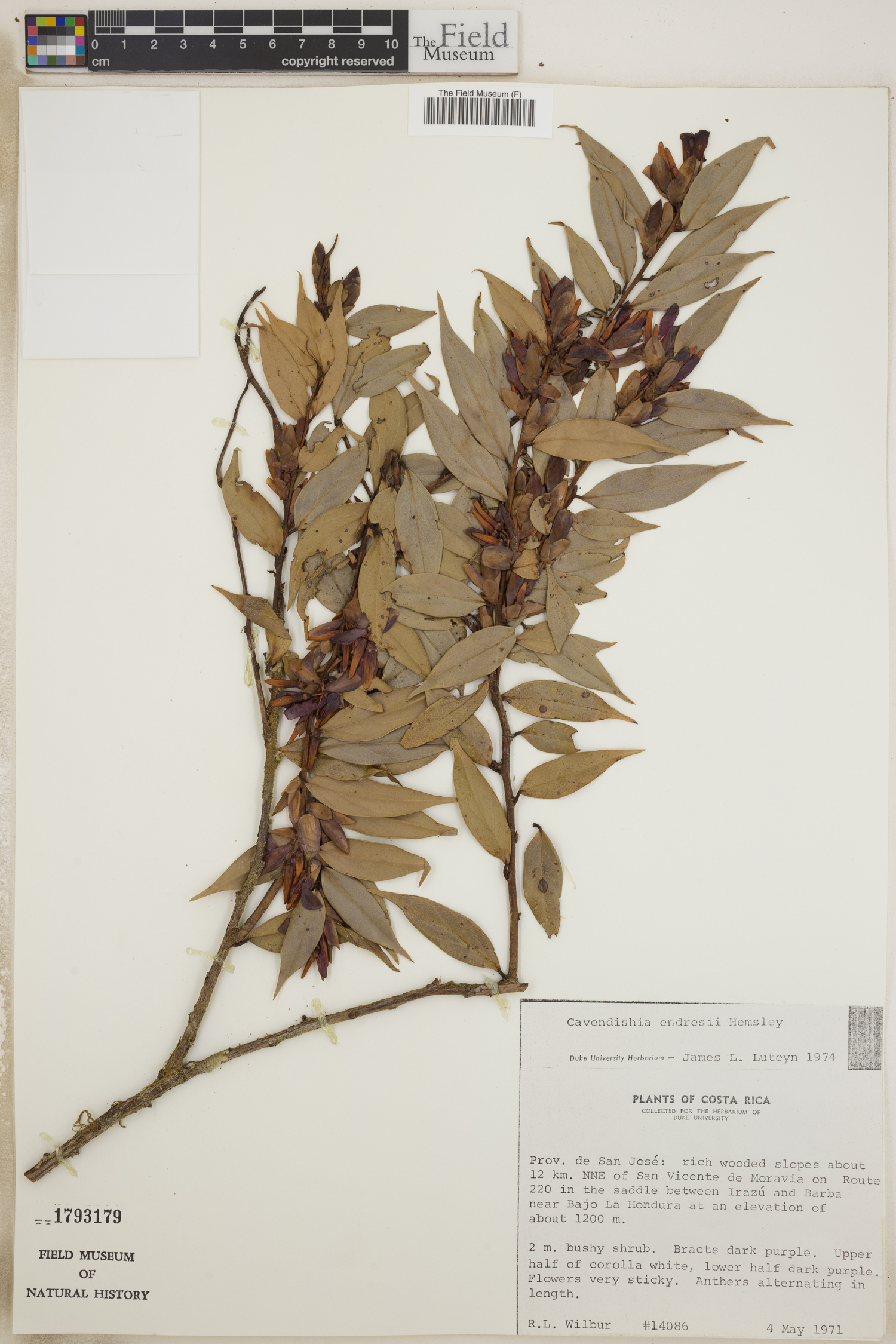 Cavendishia endresii image