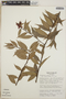 Cavendishia endresii image