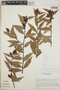 Cavendishia endresii image