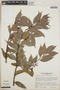 Cavendishia endresii image