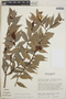 Cavendishia endresii image
