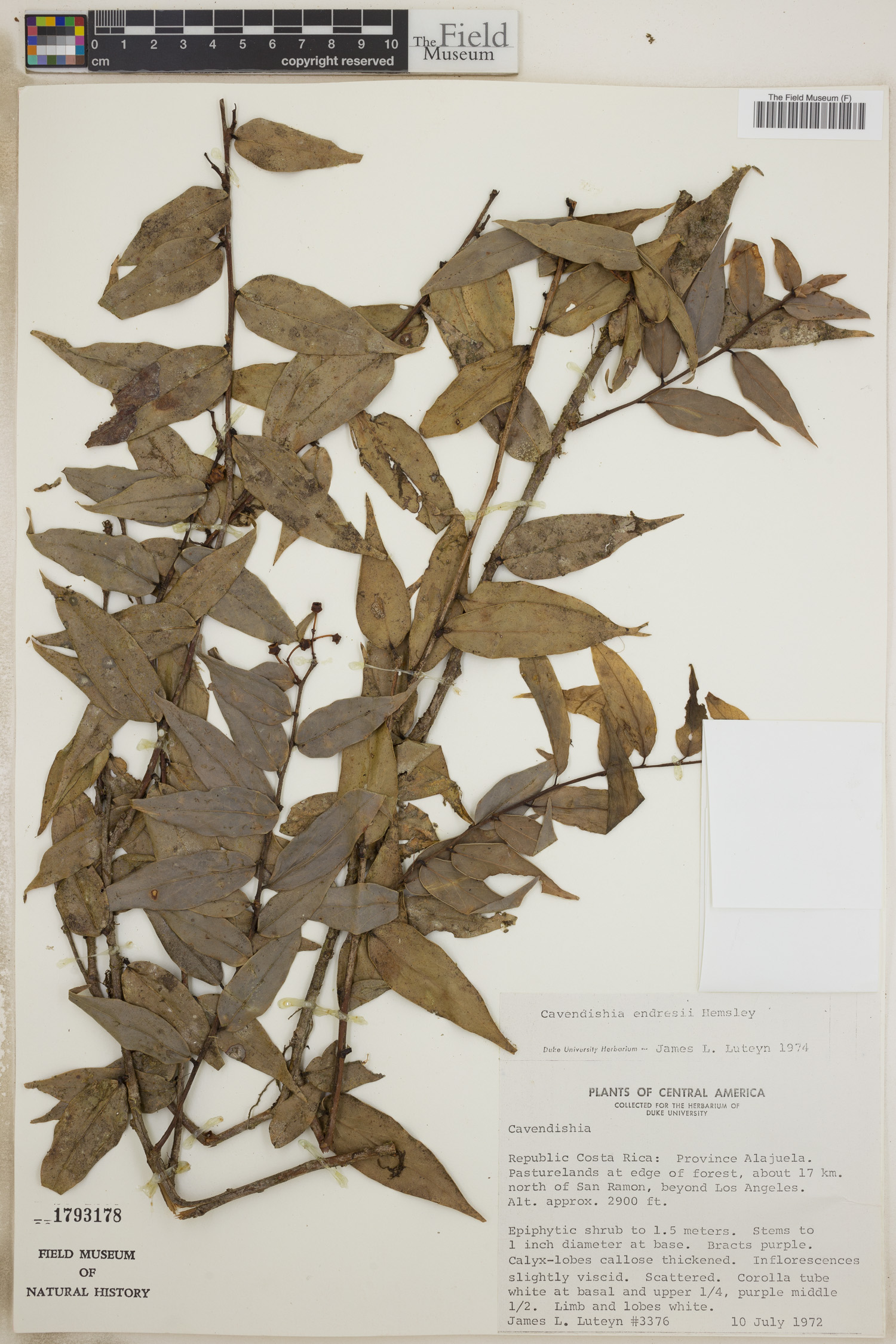 Cavendishia endresii image