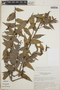 Cavendishia endresii image