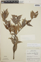 Cavendishia endresii image