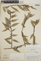 Cavendishia endresii image